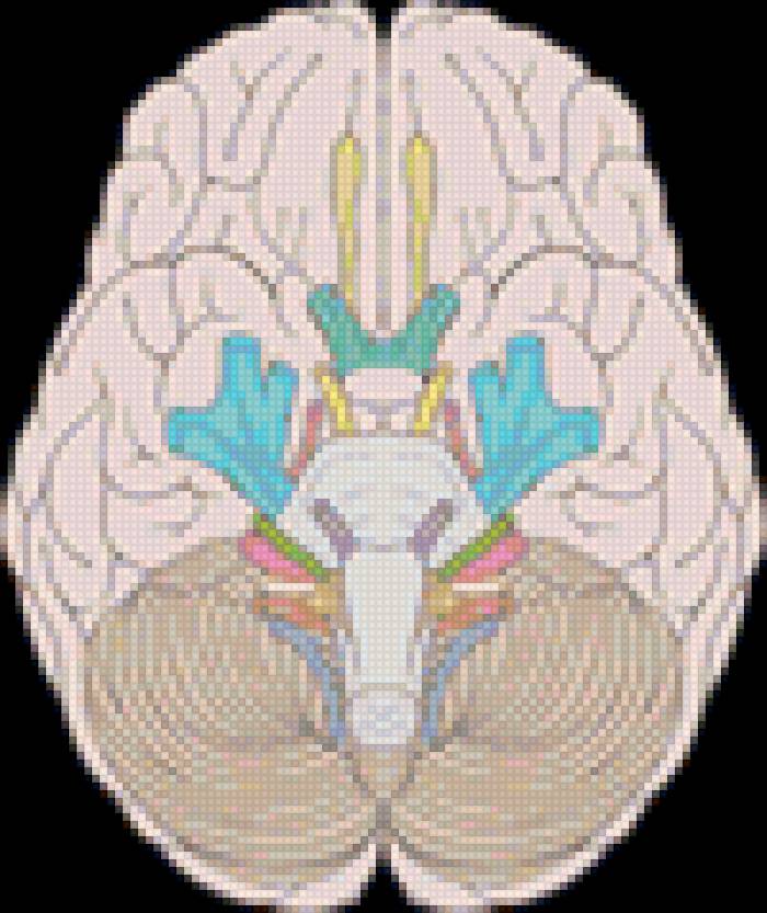 ЧМН - черепно-мозговые нервы, анатомия, мозг, схема - предпросмотр