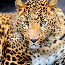 Схема вышивки «Грациозность»