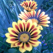 Схема вышивки «Гацания»