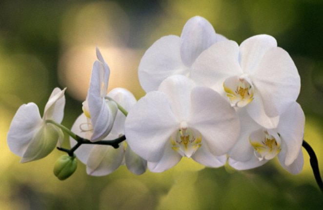 Орхидея - оригинал