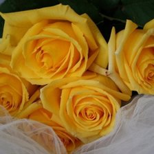 Схема вышивки «Розы»