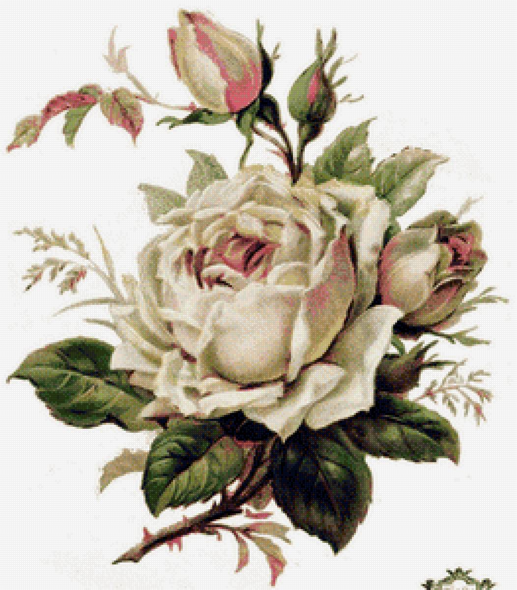 роза белая1 - предпросмотр