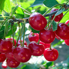 Схема вышивки «вишни»