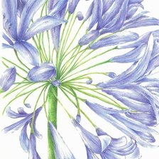 Схема вышивки «Цветение»