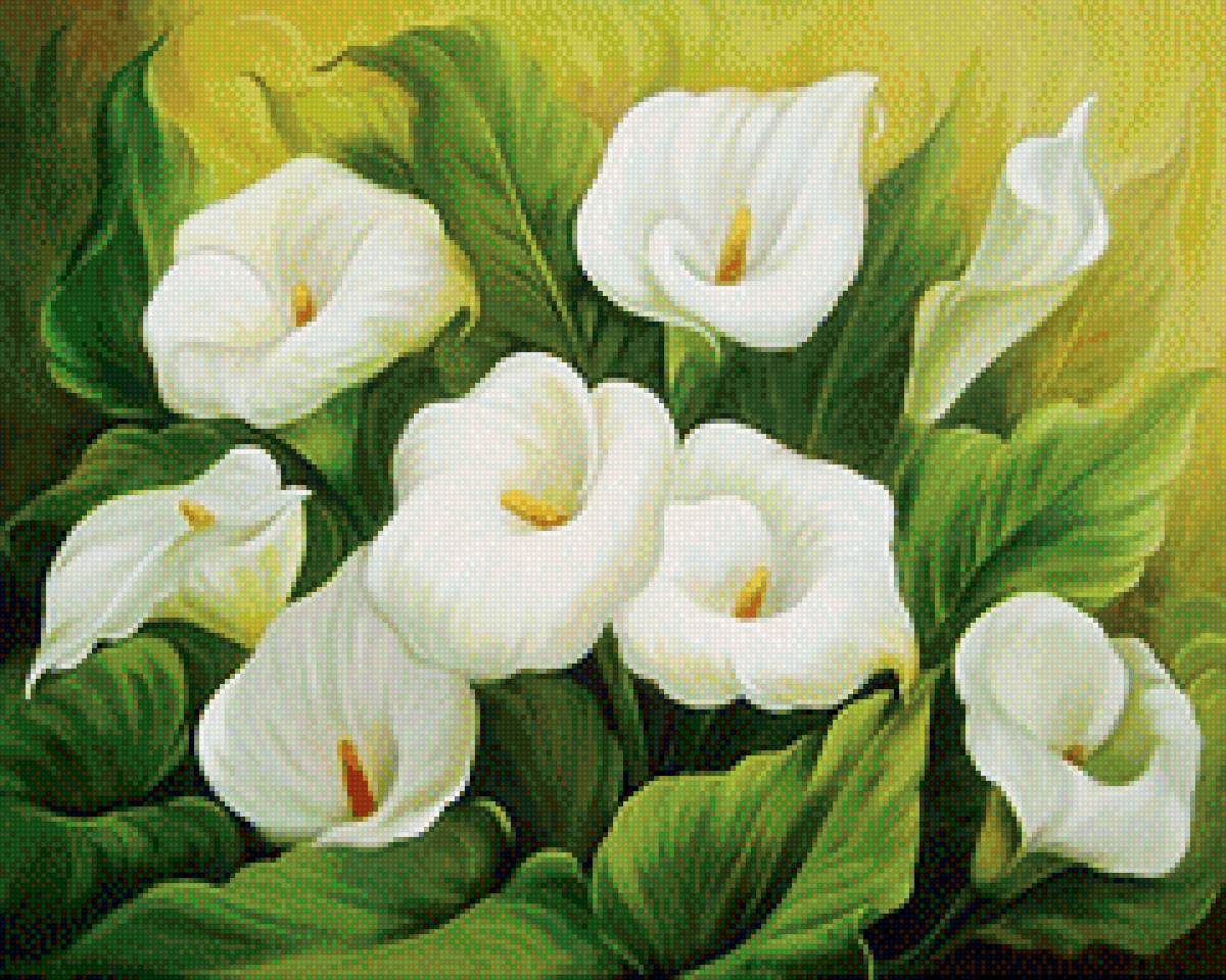 каллы - предпросмотр