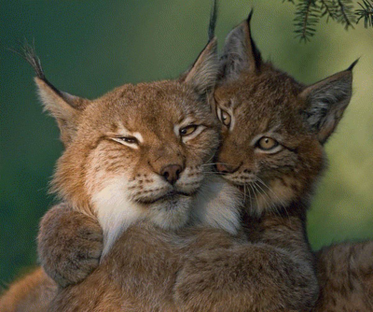 Рысь - животные природа лес - предпросмотр