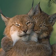 Схема вышивки «Рысь»