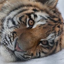 Схема вышивки «Тигр»