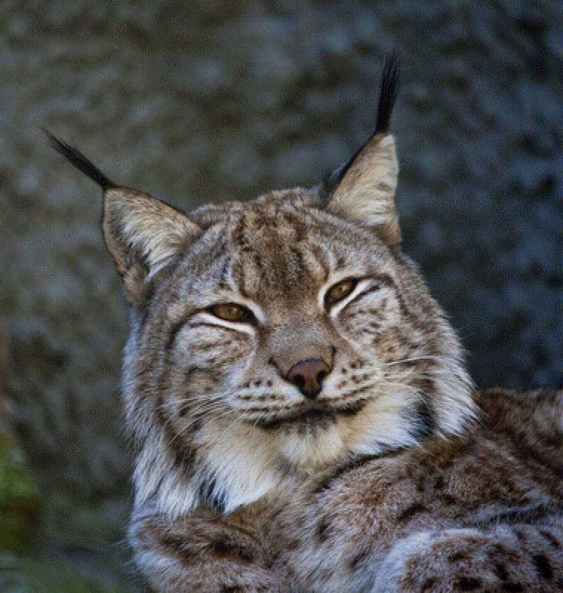 Рысь - животные - предпросмотр