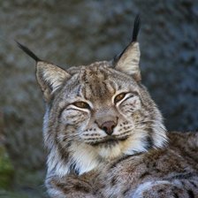 Схема вышивки «Рысь»