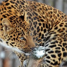 Схема вышивки «Леопард»