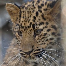 Схема вышивки «Леопард»