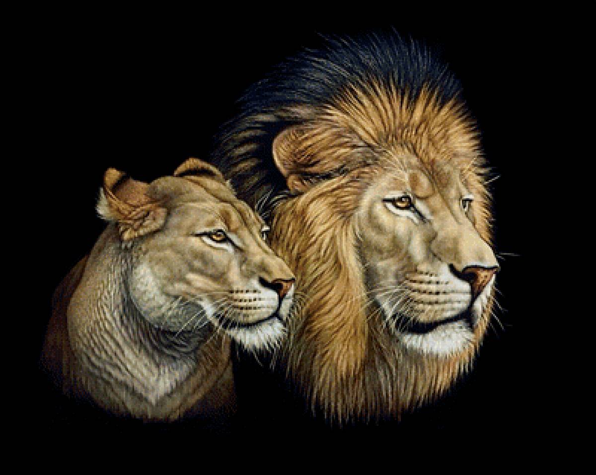королевская чета - пара, лев, хищники, львица, кошки - предпросмотр