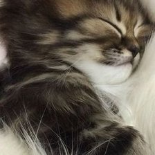 Схема вышивки «Kotě 1»