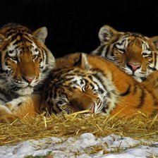 Схема вышивки «Тигры»