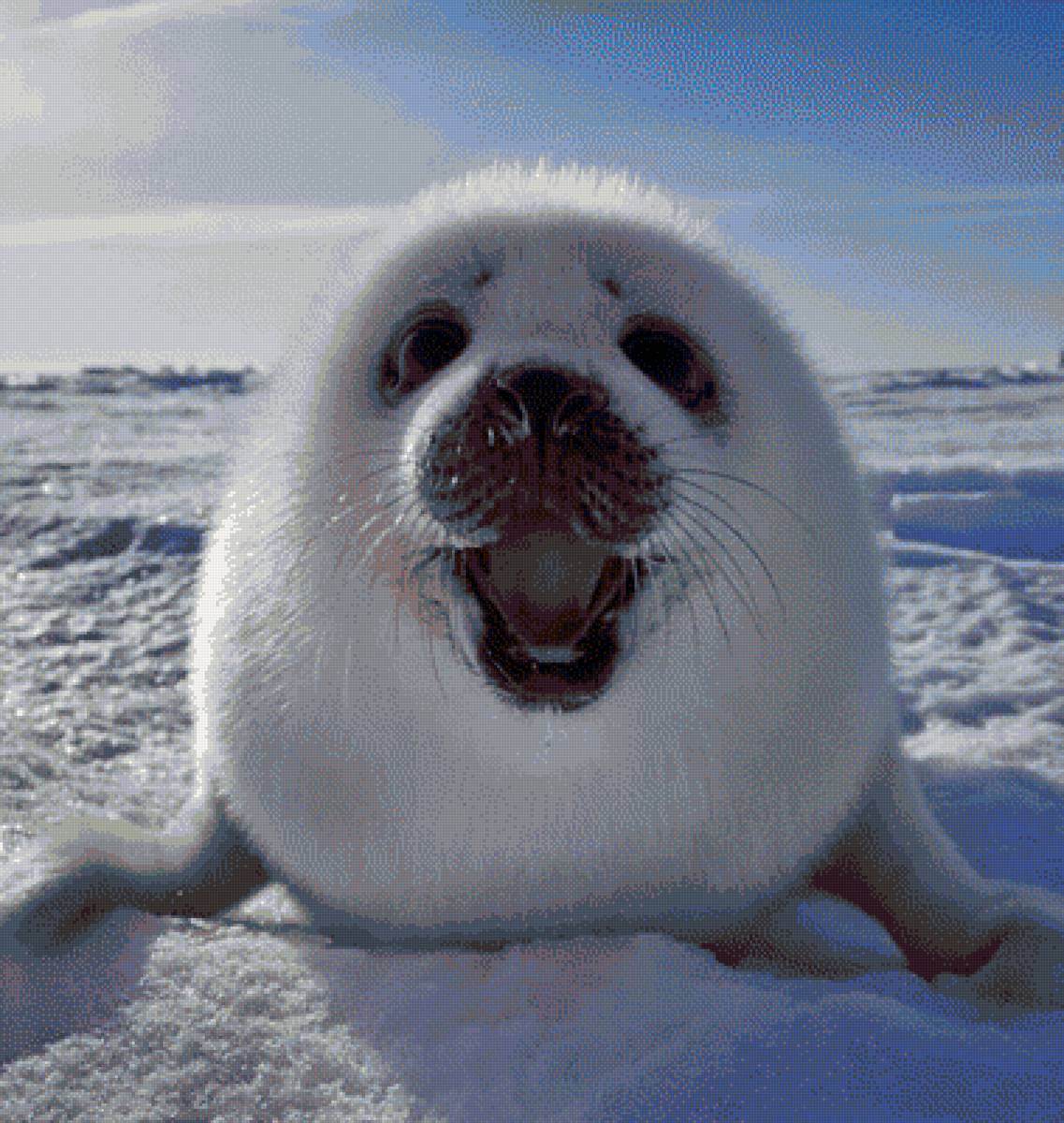 Нерпёнок - байкал, нерпа - предпросмотр