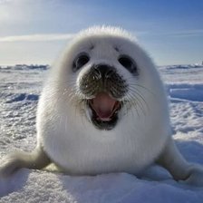 Схема вышивки «Нерпёнок»