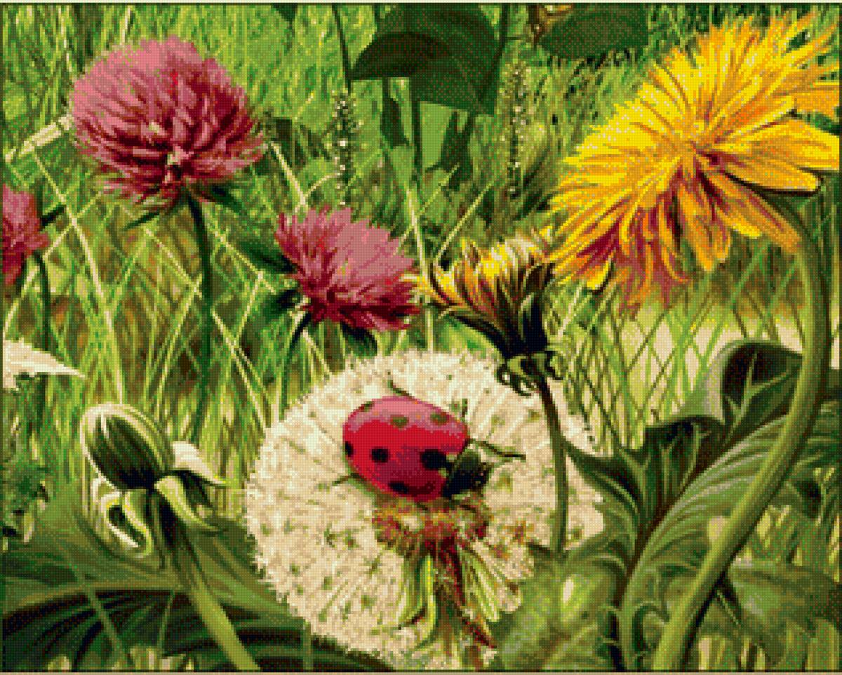 Луговые травы и цветы - поле, одуванчики, клевер, травы, луг, божья коровка - предпросмотр