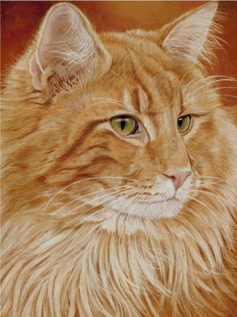 рыжик - кошки - предпросмотр