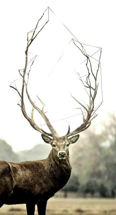 Олень - природа, олень - оригинал