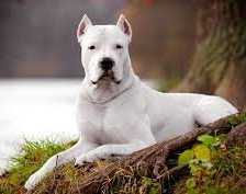 Схема вышивки «аргентинский дог»