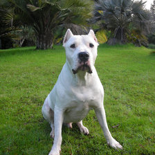 аргентинский дог