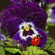 Схема вышивки «Анютины глазки»