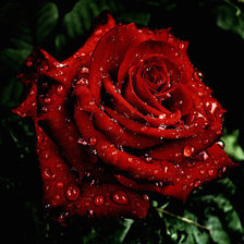 Схема вышивки «роза»