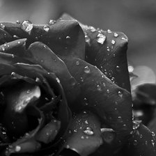 Схема вышивки «роза»