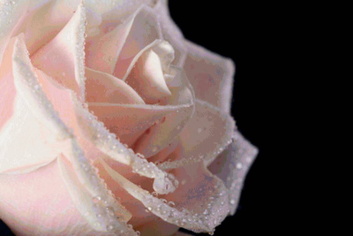 Розовая роза - предпросмотр