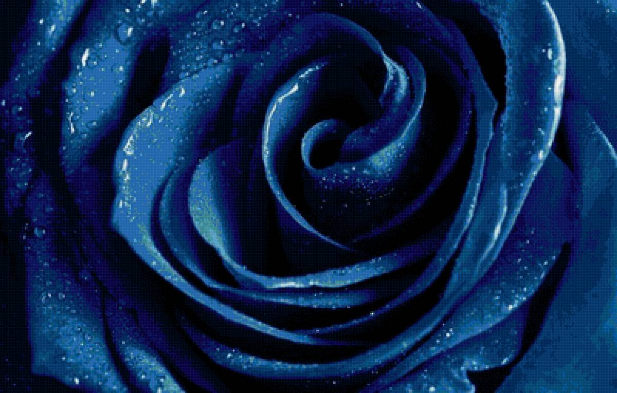 Синяя роза - предпросмотр