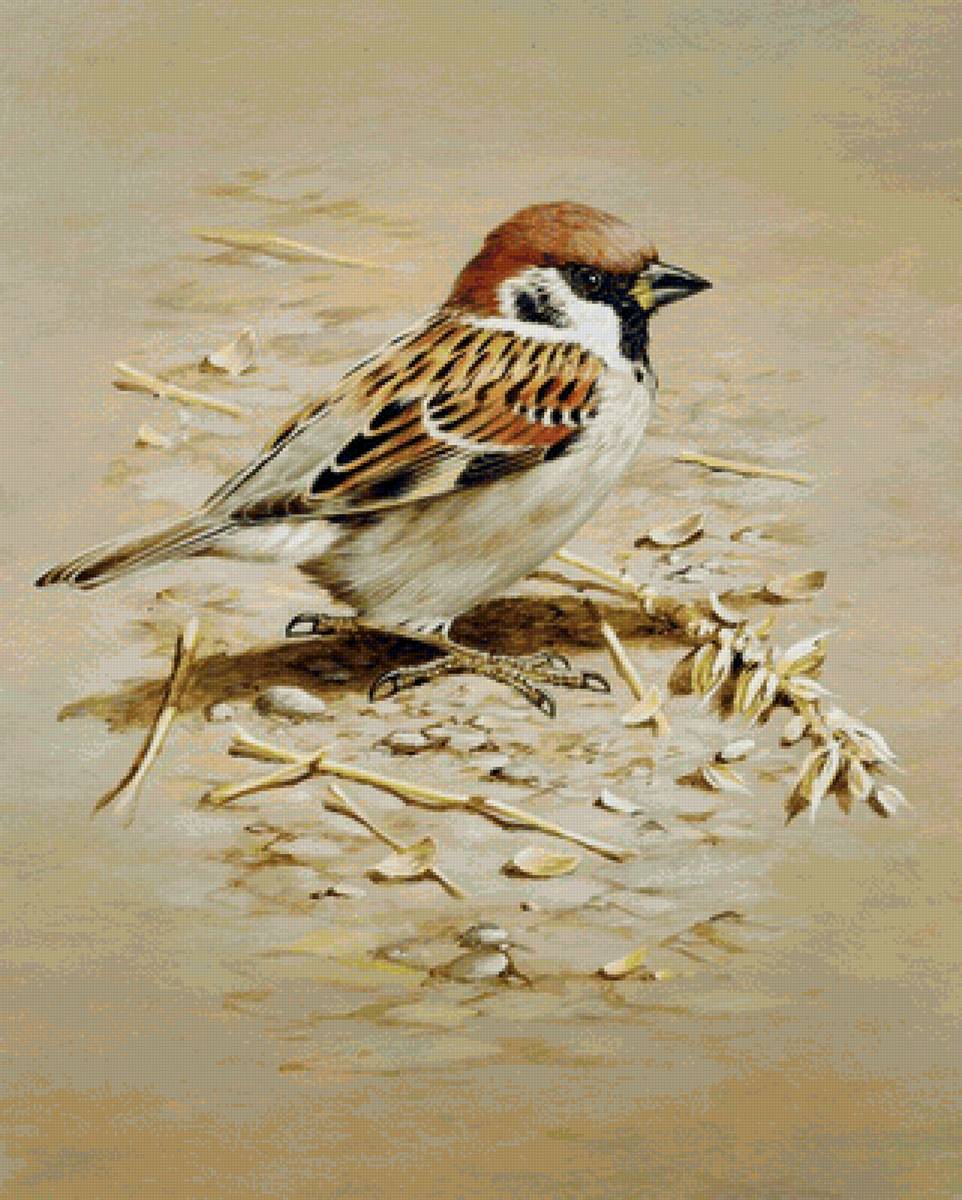 Воробышек - предпросмотр