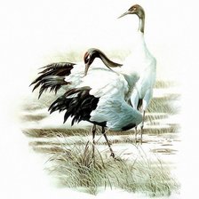 Схема вышивки «Журавли»