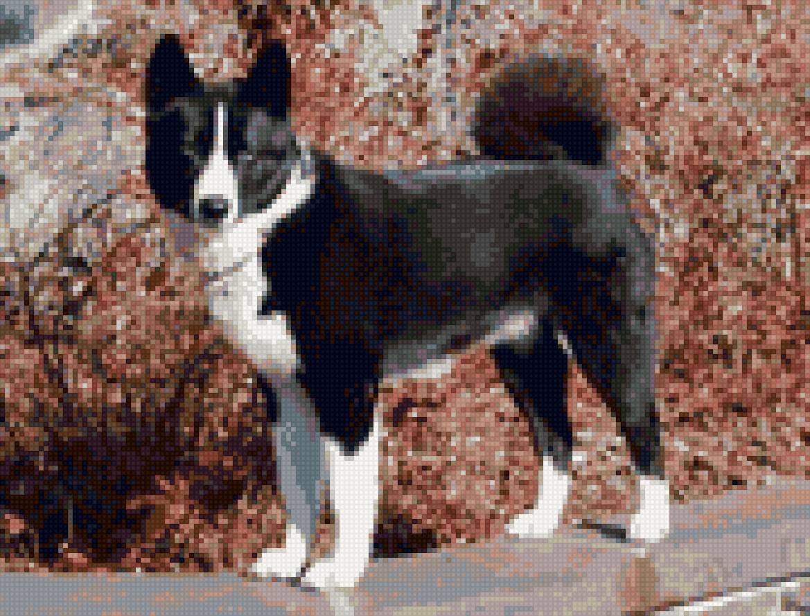 лайка - собака, домашние любимцы - предпросмотр