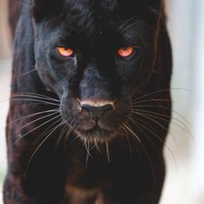 Схема вышивки «черная пантера»