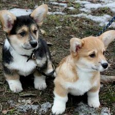 Схема вышивки «Корги щенки»