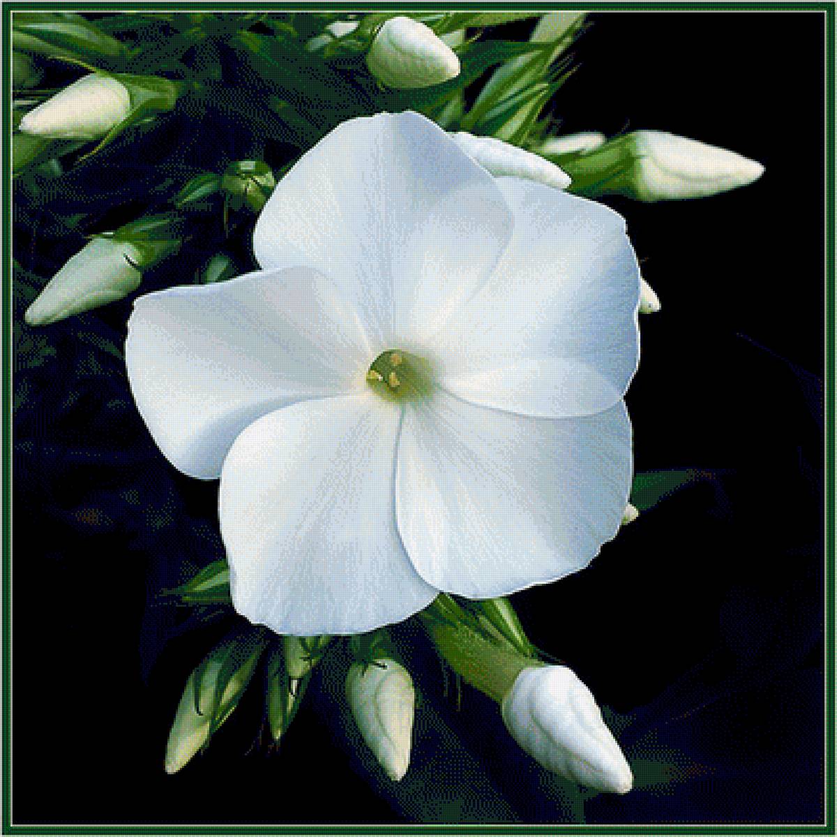 №1520402 - предпросмотр