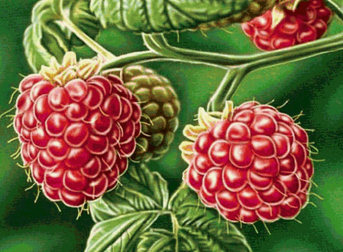 Малина - предпросмотр