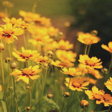 Схема вышивки «№1521429»