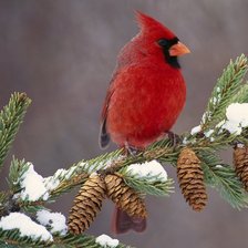 Схема вышивки «№1521606»