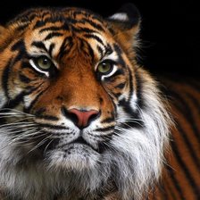 Схема вышивки «№1521648»