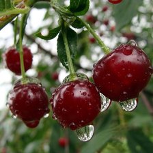 Схема вышивки «№1521704»