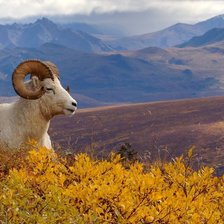 Схема вышивки «№1521757»