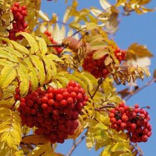 Схема вышивки «№1522082»