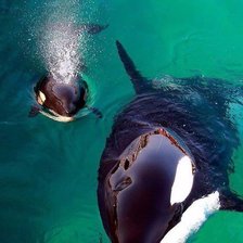 Схема вышивки «№1522238»