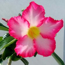 Схема вышивки «Адениум мультифлорум»