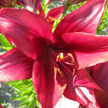 Схема вышивки «Лилия»