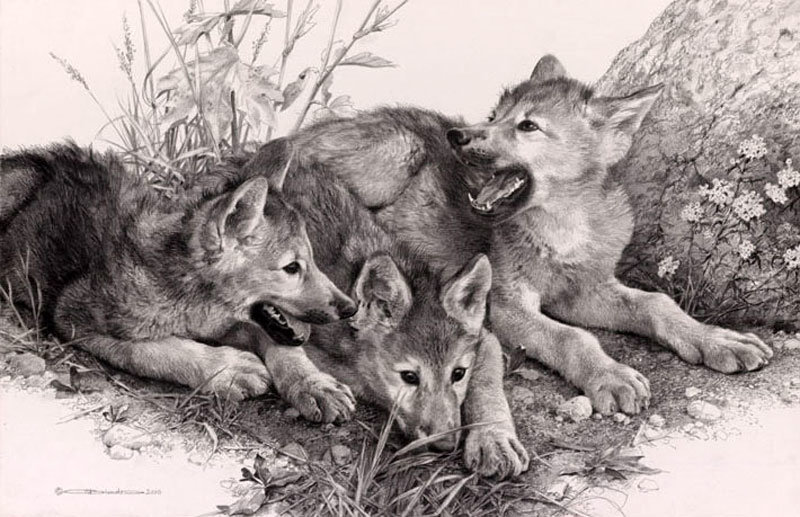 Волчата - оригинал