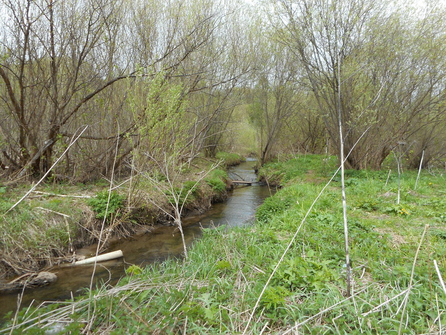 Ива весной - урал, пермь - оригинал