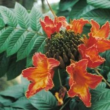 Схема вышивки «Цветок Спатодеи»